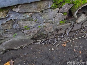 Hii! 22 Ular Sanca Bersarang di Gorong-gorong Bikin Warga Merinding