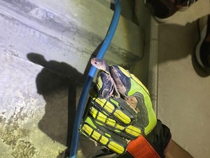 Damkar Sukoharjo Temukan Sarang Ular di Rumah Warga, 7 Bayi Kobra Dievakuasi