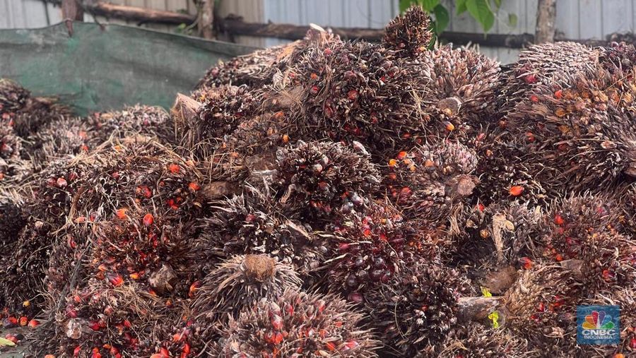 Sawit, Entikong Sanggau