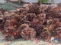 Emiten Sawit Peter Sondakh (BWPT) Suntik Anak Usaha Ini Rp180 Miliar