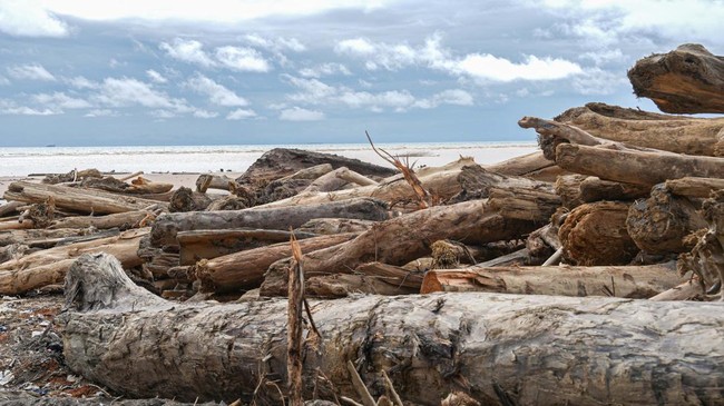 Ahli IPB Sebut Hutan Hilang Bawa Penyakit Buat Manusia di Kota