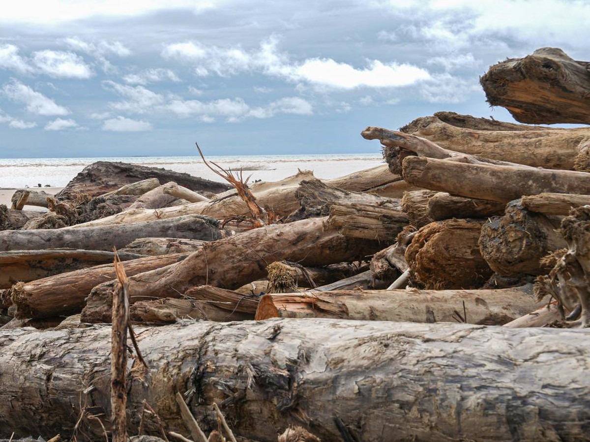 Dampak Deforestasi: Ancaman Kesehatan dan Lingkungan yang Harus Dicegah