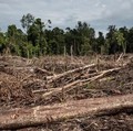 Pemandangan lahan yang baru saja dibersihkan untuk perkebunan kelapa sawit di hutan lahan gambut (Gambar arsip) Foto: Ulet Ifansasti/Getty Images