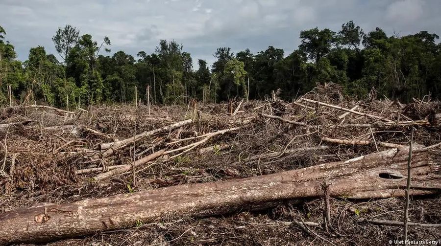 Pemandangan lahan yang baru saja dibersihkan untuk perkebunan kelapa sawit di hutan lahan gambut (Gambar arsip) Foto: Ulet Ifansasti/Getty Images