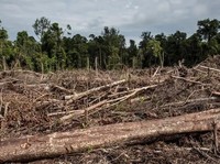 Pemandangan lahan yang baru saja dibersihkan untuk perkebunan kelapa sawit di hutan lahan gambut (Gambar arsip) Foto: Ulet Ifansasti/Getty Images
