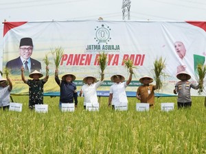 Jatma Aswaja Gelar Panen Raya Padi di Tegal Dukung Ketahanan Pangan Nasional