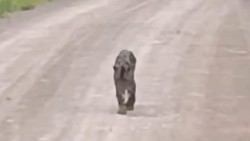 Viral Video Diduga Macan Dahan Berkeliaran, Damkar Kotabaru Selidiki