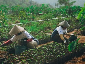 Astra Dukung Pemberdayaan Petani Kopi Garut, Omzet Naik-Ekspor Melesat