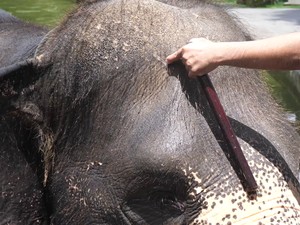 Heboh Tudingan Penyiksaan Gajah di 3 Objek Wisata Bali