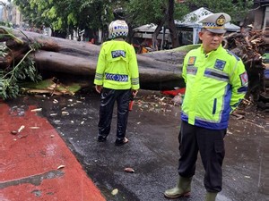 Pohon Tumbang di Pinangsia Jakbar, Rute TransJ Dialihkan