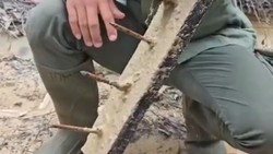 Video Kronologi Penemuan Ranjau Paku di Kawasan TN Tesso Nilo