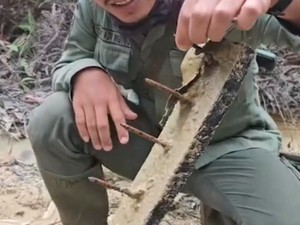 Video Kronologi Penemuan Ranjau Paku di Kawasan TN Tesso Nilo