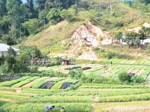 Petani Sayur Tarakan Ngeluh Tak Dilibatkan MBG, DKPP Merespons