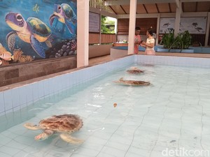 Penangkaran Penyu di Sanur Jadi Destinasi Wisata Edukatif Gratis