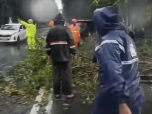 Ini Faktor Penyebab Cuaca Ekstrem Tumbangkan Sejumlah Pohon di Surabaya