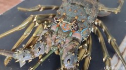 Geliat Budi Daya Lobster di Pangandaran Mulai Diperhitungkan