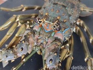Miris! Lobster Jumbo Pangandaran Mulai Langka Imbas Perburuan Benur