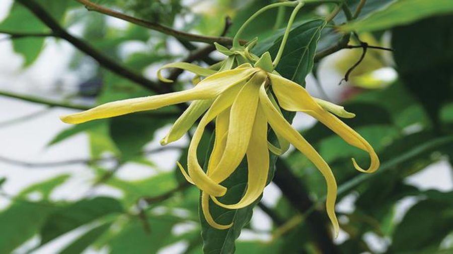 Bunga Kenanga. (Wikipedia)