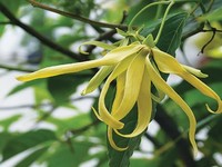 Sering Dianggap Mistis, Bunga Kuburan Ini Ternyata Bisa Redakan Stres