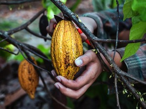 Pemerintah Geber Hilirisasi Cokelat-Kopi dan Naikkan Produksi Ayam di 2026