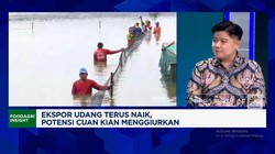 Video: Ekspor Terus Naik, RI Dorong Pengusaha Muda Masuk Bisnis Udang
