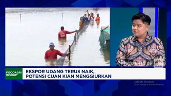 Video: Ekspor Terus Naik, RI Dorong Pengusaha Muda Masuk Bisnis Udang