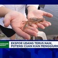 Video: Nyontek Cara Ekuador, Gen Z Bisa Sukses Bisnis Budidaya Udang