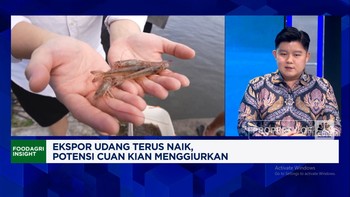 Video: Nyontek Cara Ekuador, Gen Z Bisa Sukses Bisnis Budidaya Udang