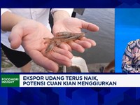 Video: Nyontek Cara Ekuador, Gen Z Bisa Sukses Bisnis Budidaya Udang