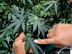 Ada 110 Pohon Disita dari Pertanian Ganja di Rumah Kontrakan Jombang