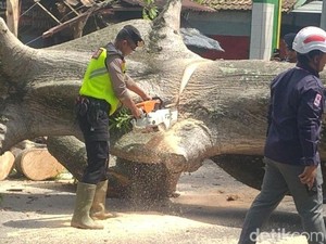 Brakk! Pohon Randu Raksasa Tetiba Tumbang di Jalan Raya Pekalongan