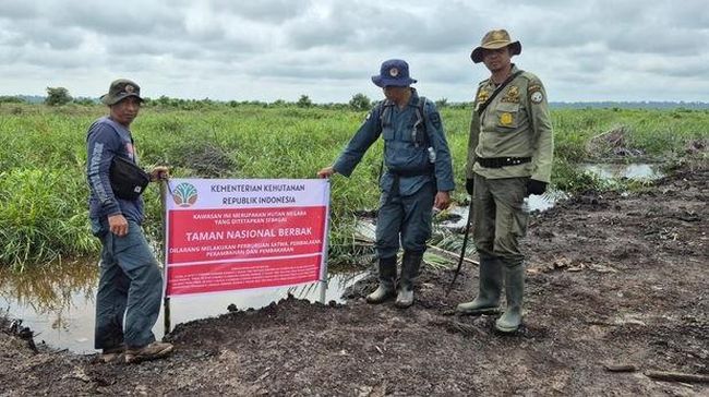 Tim Kemenhut-Polisi Musnahkan Hampir 100 Ha Kebun Sawit Ilegal