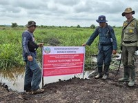 Tim Kemenhut-Polisi Musnahkan Hampir 100 Ha Kebun Sawit Ilegal