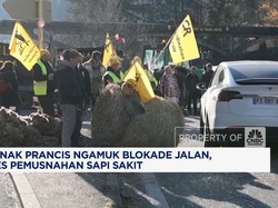 Peternak Prancis Ngamuk Blokade Jalan, Protes Pemusnahan Sapi Sakit