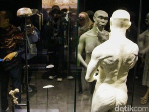 Jejak Manusia Jawa, Kini Kembali
