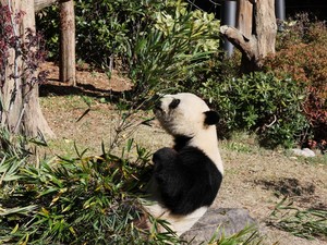 Terpopuler: Jepang Kembalikan 2 Ekor Panda ke China