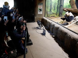 Tangis Perpisahan Penggemar Panda Jepang