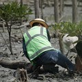 Top! PTBA Tanam 40 Ribu Bibit Mangrove di Lampung Timur