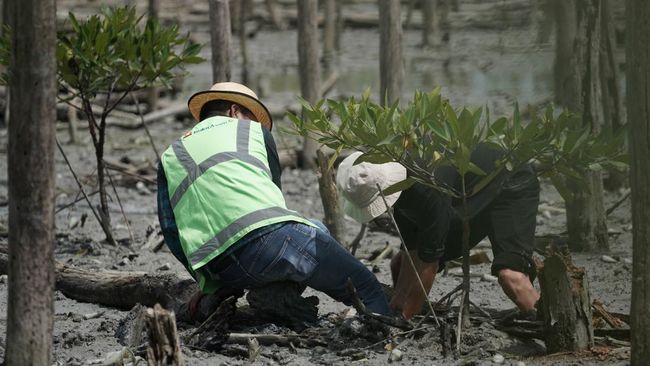 Top! PTBA Tanam 40 Ribu Bibit Mangrove di Lampung Timur