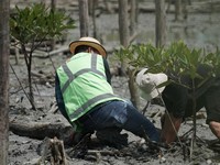 Top! PTBA Tanam 40 Ribu Bibit Mangrove di Lampung Timur