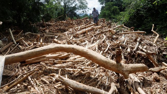 Bukan Sumatra! Potret Ribuan "Bangkai" Kayu Muncul Usai Banjir di Sini