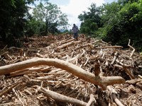 Bukan Sumatra! Potret Ribuan 
