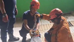 Kobra 1,5 Meter Masuk Rumah Bikin Petugas Damkar Lapor Damkar di Gunungkidul