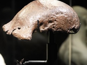 Video: Melihat Wajah Baru Museum Nasional, Ada Fosil Homo Erectus Lho!