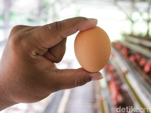 Kementan Minta Menu Telur di MBG Ditambah biar Harganya Tak Anjlok