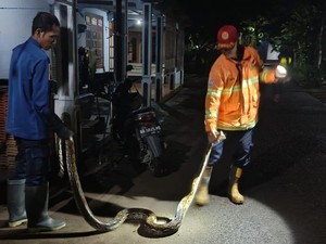 Kepergok Mangsa Ayam Warga Pundong, Sanca 2 Meter Ditangkap