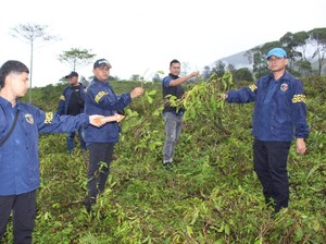 Demi Cuan, 3 Sekawan Rusak Lahan Kebun Teh di Garut