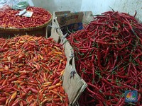 Amran Sudah Keluarkan Ancaman Keras, Segini Harga Cabai-Telur Terbaru