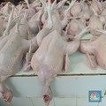 Mengejutkan! Peternak Ayam Lagi Kipas-Kipas Duit karena Program MBG
