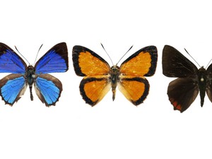Hypochrysops Borneensis, Spesies Kupu-kupu Baru dari Kalimantan